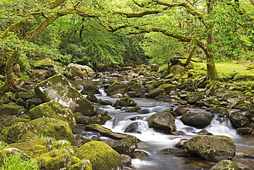 Rocky River Plym flowing through Dewerstone Wood, Dartmoor, Devon, England, United Kingdom, Europe