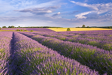 Lavender field in full bloom, Snowshill, Cotswolds, England, United Kingdom, Europe