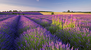 Rosebay willowherb (Chamerion angustifolium) flowering in a field of lavender, Snowshill, Cotswolds, Gloucestershire, England, United Kingdom, Europe