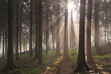 Sun shining through misty pine woodland, Morchard Bishop, Devon, England, United Kingdom, Europe