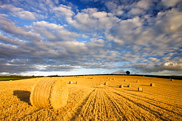 Round hay bales in a field near Morchard Bishop, Devon, England, United Kingdom, Europe