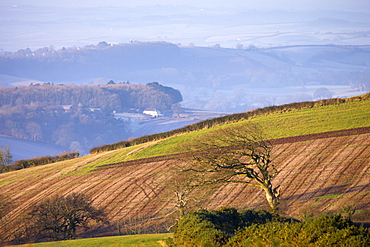 Windswept tree on Raddon Hill with a misty rural landscape beyond, Near Crediton, Devon, England, United Kingdom, Europe