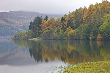 Autumnal foliage on the banks of Talybont Reservoir on a misty morning, Brecon Beacons, Powys, Wales, United Kingdom, Europe