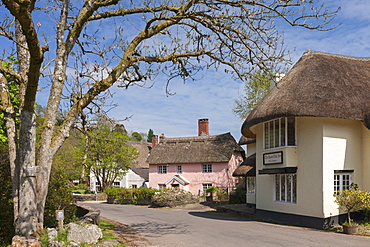 The Royal Oak Inn in the village of Winsford, Exmoor National Park, Somerset, England, United Kingdom, Europe