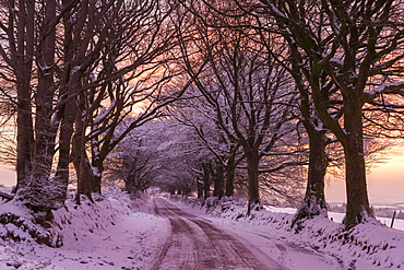 Snowy tree lined country lane at sunrise in winter, Exmoor National Park, Somerset, England, United Kingdom, Europe