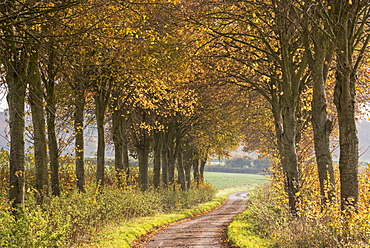 Country lane leading through an avenue of colourful autumnal trees, Dorset, England, United Kingdom, Europe