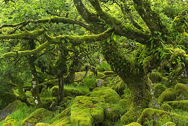 The mysterious Wistman's Wood, an ancient stunted pedunculate oak woodland high on the Dartmoor moorland, Dartmoor National Park, Devon, England, United Kingdom, Europe