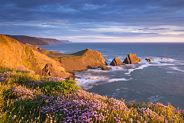 Beautiful sea pink wildflowers in spring on the clifftops above Screda Point, Hartland Quay, North Devon, England, United Kingdom, Europe