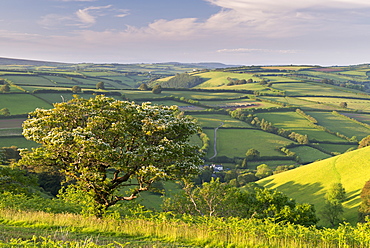 Hawthorn tree with blossom at The Punchbowl on Winsford Hill, Exmoor, Somerset, England, United Kingdom, Europe