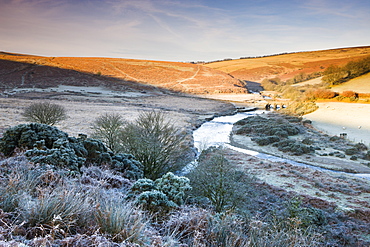 Sunlight thaws the frosted moorland landscape near Landacre Bridge, Exmoor National Park, Somerset, England, United Kingdom, Europe