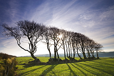 Beech tree hedge in Exmoor National Park, Devon, England, United Kingdom, Europe