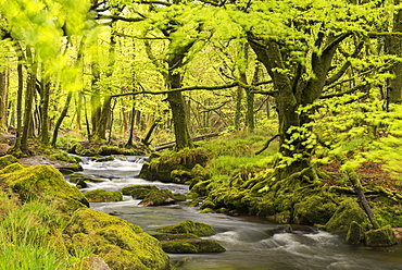 River Fowey running through verdant spring woodland at Golitha Falls on Bodmin Moor, Cornwall, England, United Kingdom, Europe