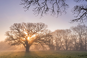 Misty morning sunrise behind an old oak tree, Trundlebeer, Devon, England, United Kingdom, Europe