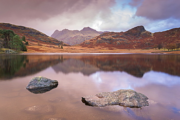 The Langdale Pikes mountains reflected in Blea Tarn in autumn, Lake District National Park, Cumbria, England, United Kingdom, Europe