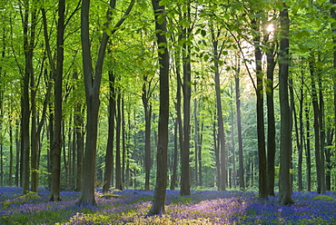 Carpet of flowering bluebells in a deciduous wood in spring, West Woods, Marlborough, Wiltshire, England, United Kingdom, Europe