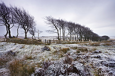 Beech hedge at Alderman's Barrow Allotment on a snowy winter day, Exmoor National Park, Somerset, England, United Kingdom, Europe