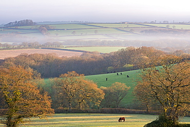 Rolling countryside at dawn on a misty spring morning, South Tawton, Devon, England, United Kingdom, Europe