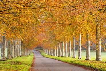 Colourful tree lined avenue in autumn, Dorset, England, United Kingdom, Europe