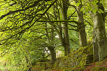 Mature deciduous trees in Exmoor National Park, Somerset, England, United Kingdom, Europe