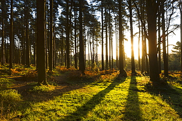 Morning sunshine streaming through woodland near Webber's Post, Exmoor, Somerset, England, United Kingdom, Europe