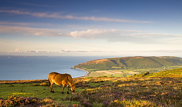 Exmoor pony grazing on Porlock Common, Exmoor National Park, Somerset, England, United Kingdom, Europe