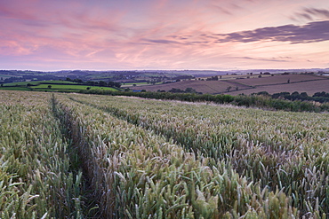 Summer sunset over wheat field in mid Devon, England, United Kingdom, Europe