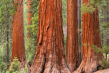 Bachelor and Three Graces Sequoia tress in Mariposa Grove, Yosemite National Park, UNESCO World Heritage Site, California, United States of America, North America