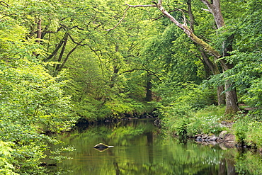 Verdant summer foliage along the banks of the River Teign at Fingle Bridge, Dartmoor, Devon, England, United Kingdom, Europe