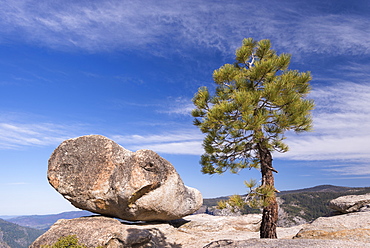 Lone pine tree and boulder on Taft Point above Yosemite Valley, UNESCO World Heritage Site, California, United States of America, North America