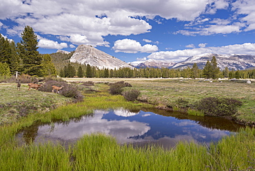 Mule deer graze in Tuolumne Meadows near Lembert Dome, Yosemite National Park, UNESCO World Heritage Site, California, United States of America, North America