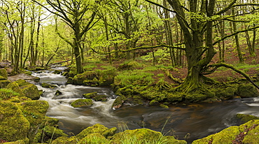 River Fowey at Golitha Falls, Cornwall, England, United Kingdom, Europe