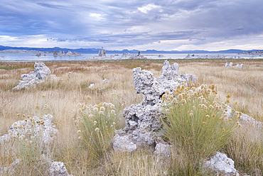 Greene's Rabbitbrush (Chrysothamnus greenei) growing among the Tufa towers near the shores of Mono Lake, California, United States of America, North America