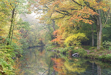 Mist and autumnal colours beside the River Teign near Fingle Bridge, Dartmoor, Devon, England, United Kingdom, Europe