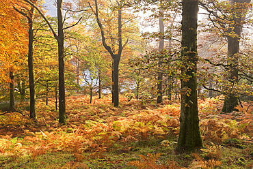 Colourful deciduous woodland with autumnal colours, Lake District, Cumbria, England, United Kingdom, Europe