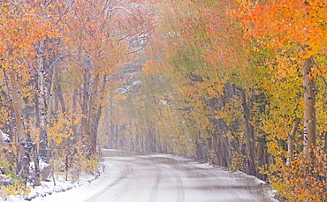 Snowfall and autumn foliage beside a high country road in the Eastern Sierras, Bishop Creek Canyon, California, United States of America, North America