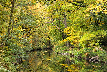 Autumn foliage surrounding the River Teign near Fingle Bridge, Dartmoor, Devon, England, United Kingdom, Europe