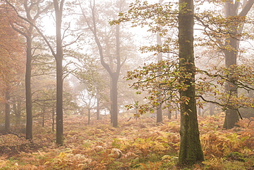 Mist shrouded autumnal deciduous woodland near Ullswater, Lake District, Cumbria, England, United Kingdom, Europe