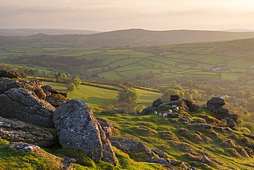 Curious lambs gather on Tunhill Rocks in Dartmoor National Park, Devon, England, United Kingdom, Europe