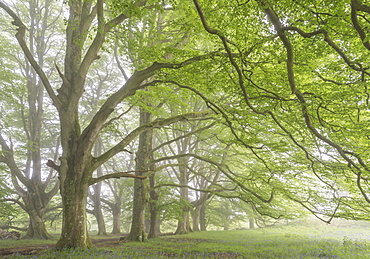 Mature beech trees in spring morning mist, Dartmoor National Park, Devon, England, United Kingdom, Europe