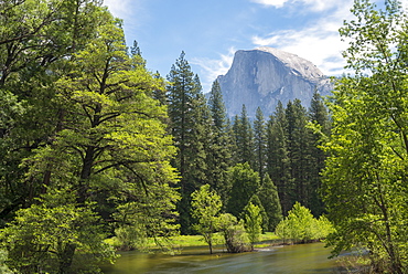 Half Dome mountain above the River Merced in springtime, Yosemite Valley, UNESCO World Heritage Site, California, United States of America, North America