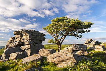 Windswept hawthorn tree growing among the granite rocks near Saddle Tor, Dartmoor National Park, Devon, England, United Kingdom, Europe