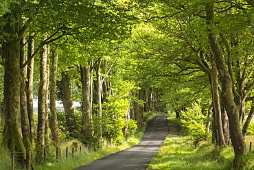 Tree lined avenue in summer sunshine, Dartmoor, Devon, England, United Kingdom, Europe