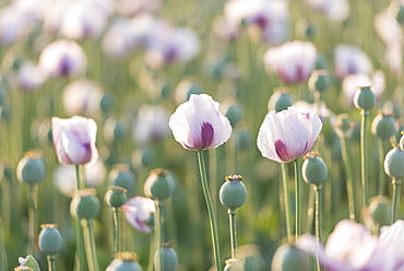 Opium poppies in a Dorset field, England, United Kingdom, Europe