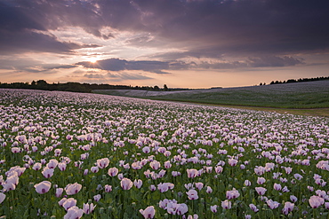 Flowering opium poppies in an Oxfordshire field, England, United Kingdom, Europe