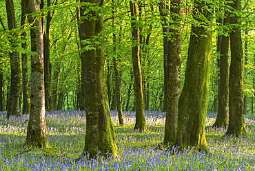 Common bluebells (Hyacinthoides non-scripta) flowering in a deciduous woodland during springtime, Exmoor National Park, Somerset, England, United Kingdom, Europe