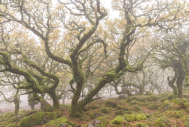 Gnarled and twisted trees within Wistman's Wood, Dartmoor National Park, Devon, England, United Kingdom, Europe