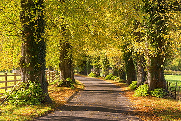 Tree lined lane with intense autumnal foliage, Brecon Beacons, Powys, Wales, United Kingdom, Europe