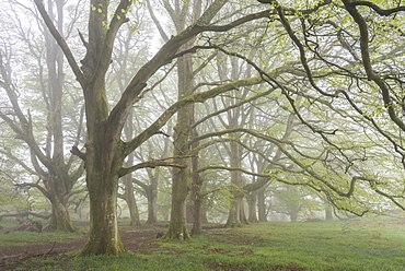 Mature Beech trees in morning fog, Whiddon Deer Park, Dartmoor, Devon, England, United Kingdom, Europe