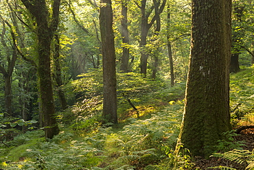 Sunny summer morning in a deciduous woodland, Fingle Woods, Dartmoor, Devon, England, United Kingdom, Europe