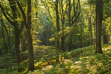 Early morning sunlight beaming into a verdant deciduous woodland, Dartmoor, Devon, England, United Kingdom, Europe